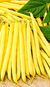 Фасоль_Татьяна (куст спарж желт)_10_шт._Уральский Дачник