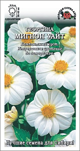 Георгин_Мигнон Уайт_0,2_г._Золотая Сотка Алтая