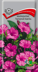 Мирабилис_Пурпурный леденец_1_г._Поиск