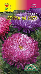 Астра_Яблоки на снегу см полосатых (низкорослая)_0,1_г._Цветущий Сад