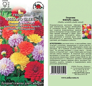 Георгин_Фигаро см_7_шт._Золотая Сотка Алтая