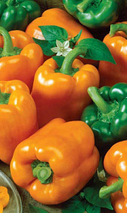 Перец_Оранжевое Чудо F1_20_шт._Уральский Дачник