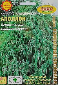 Кипарис_Аполлон кашмирский_0,1_г._Аэлита Э