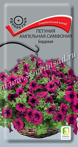 Петуния_Симфония Бордовая (амп)_0_г._Поиск