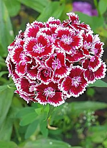 Гвоздика_Холборн Глори (турецкая)_0,2_г._Акварель