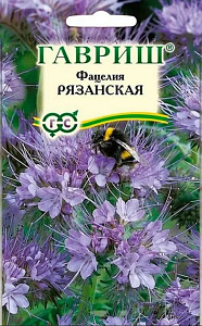 Сидераты, медоносы_Фацелия Рязанская/20_20_г._Гавриш