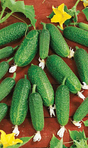 Огурец_Гарант (корнишон)_12_шт._Уральский Дачник