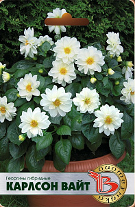 Георгин_Карлсон Вайт_10_шт._Биотехника