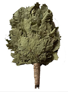 Веник дубовый КАВКАЗКИЙ+ручка джут