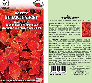 Колеус_Визард Сансет_10_шт._Золотая Сотка Алтая