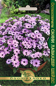 Остеоспермум (маргаритка капская)_Санни Лавандер Шейдс_5_шт._Биотехника