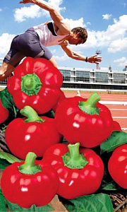 Перец_Спринтер_20_шт._Уральский Дачник