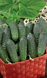 Огурец_Веселая семейка F1/_8_шт._Уральский Дачник