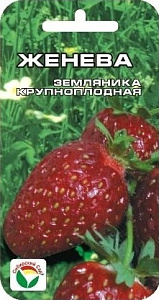 Земляника_Женева (кл)_10_шт._Сибирский Сад
