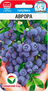 Голубика_Аврора_10_шт._Сибирский Сад