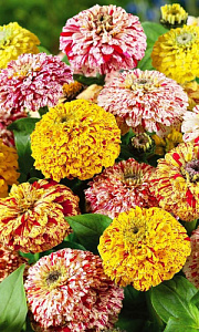 Цинния_Пеперминт стик см_0,2_г._Уральский Дачник