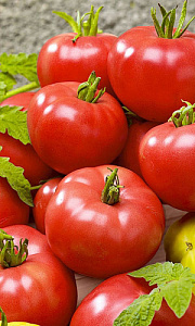 Томат_Буги-Вуги F1_12_шт._Уральский Дачник