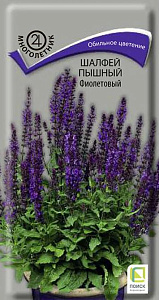 Сальвия (шалфей)_Пышный Фиолетовый (дубравный)_0,04_г._Поиск
