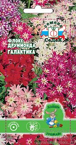 Флокс_Галактика звёздчатая см_0,3_г._Седек