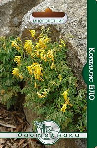 Хохлатка (кордиалис)_Елло_12_шт._Биотехника