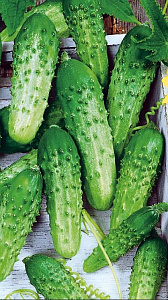 Огурец_Гаврош F1_0,3_г._Аэлита Э