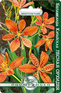 Беламканда (леопардовая лилия)_Лесная Орхидея_6_шт._Биотехника