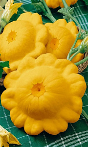 Патиссон_Лимонадный Джо б/ф_10_шт._Уральский Дачник