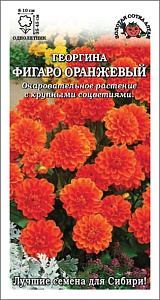 Георгин_Фигаро Оранжевый_7_шт._Золотая Сотка Алтая