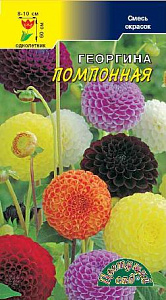 Георгин_Помпонная см_0,2_г._Цветущий Сад