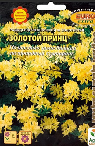 Рододендрон_Золотой принц японский_0_г._Аэлита Э