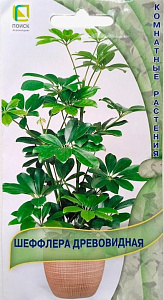 Шеффлера_Древовидная_5_шт._Поиск