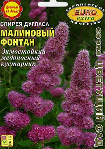 Спирея_Малиновый Фонтан дугласа б/ф_0_г._Аэлита Э