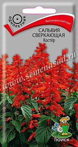 Сальвия_Красная Костер_0,1_г._Поиск