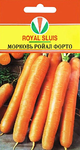 Морковь_Роял Форто_2_г._Акварель