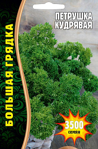 Петрушка_Кудрявая ВП б/ф_5_г._Григорьев